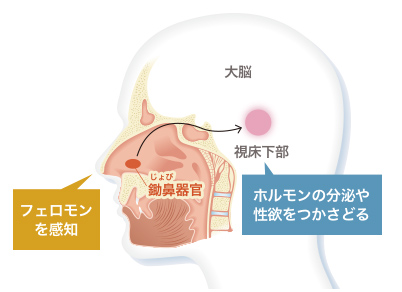 フェロモンが伝わる仕組み